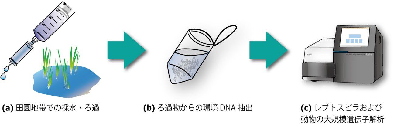 顧みられない熱帯病 レプトスピラ症 の感染源を環境dnaから推定 世界の熱帯 亜熱帯で役立つ手法を沖縄から発信 スリランカで実証 琉球大学sdgs推進室