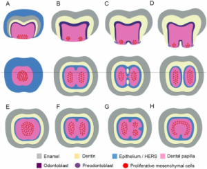 歯根の形態にEDAR遺伝子のアジア人特有タイプが関わることを明らかに ～歯根の形態形成の分子メカニズムを解明する鍵に～